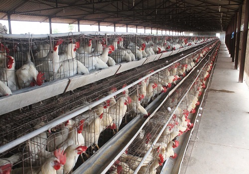 Indian poultry firm Venky`s swings to profit in Q2 on lower costs